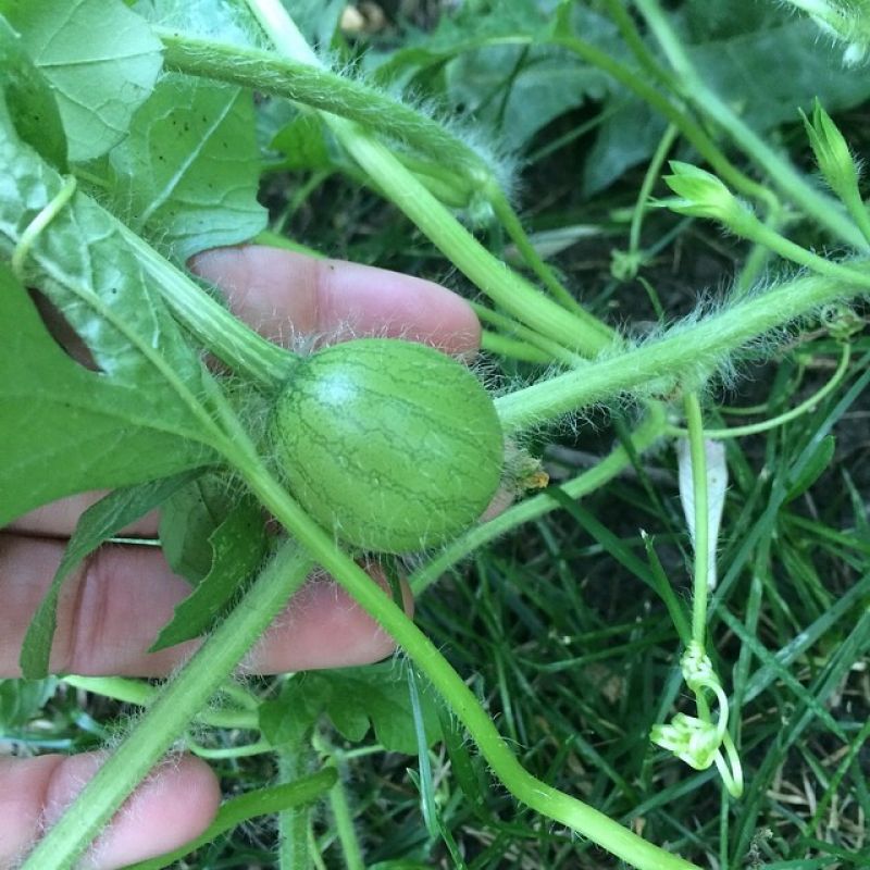 Kỹ thuật trồng dưa hấu vuông